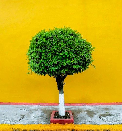 Plants