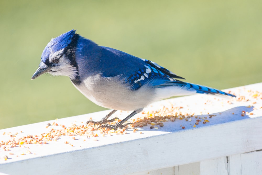 a blue jay eating seeds from a bird feeder