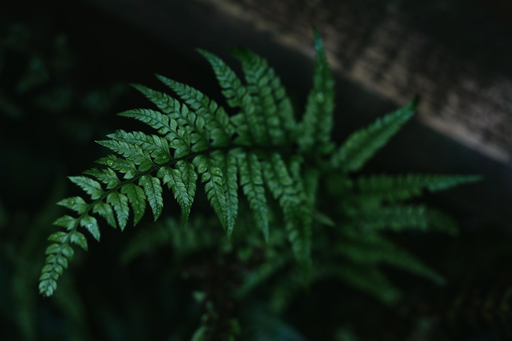 a close up of a green plant with leaves