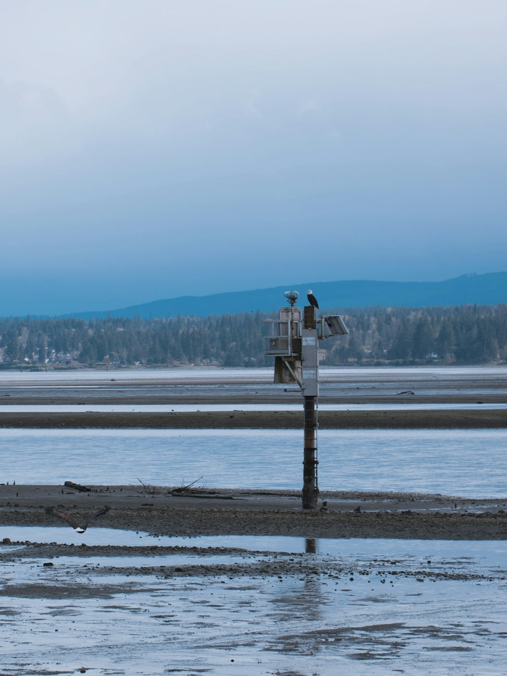 a couple of birds sitting on top of a wooden post