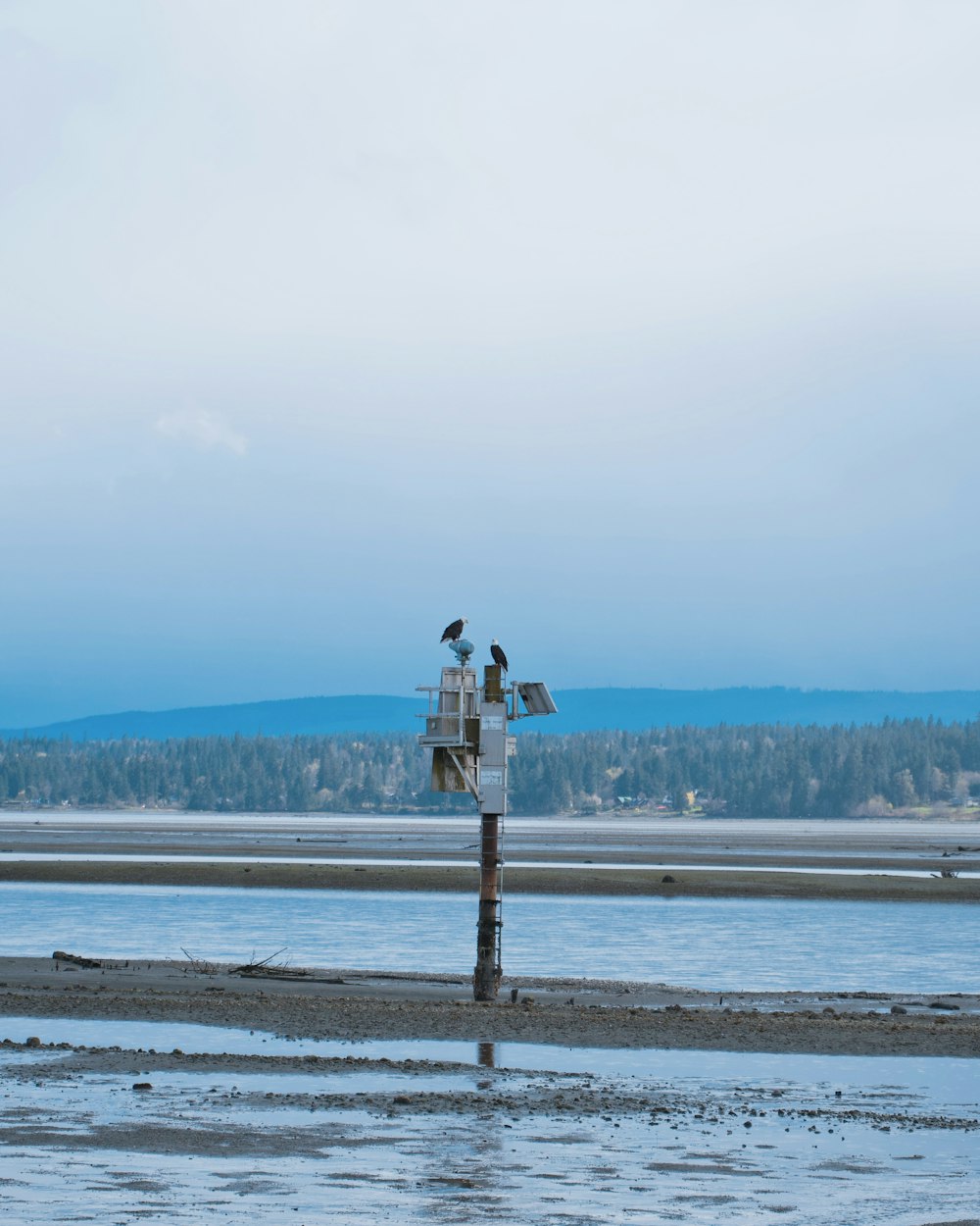 a couple of birds sitting on top of a wooden post