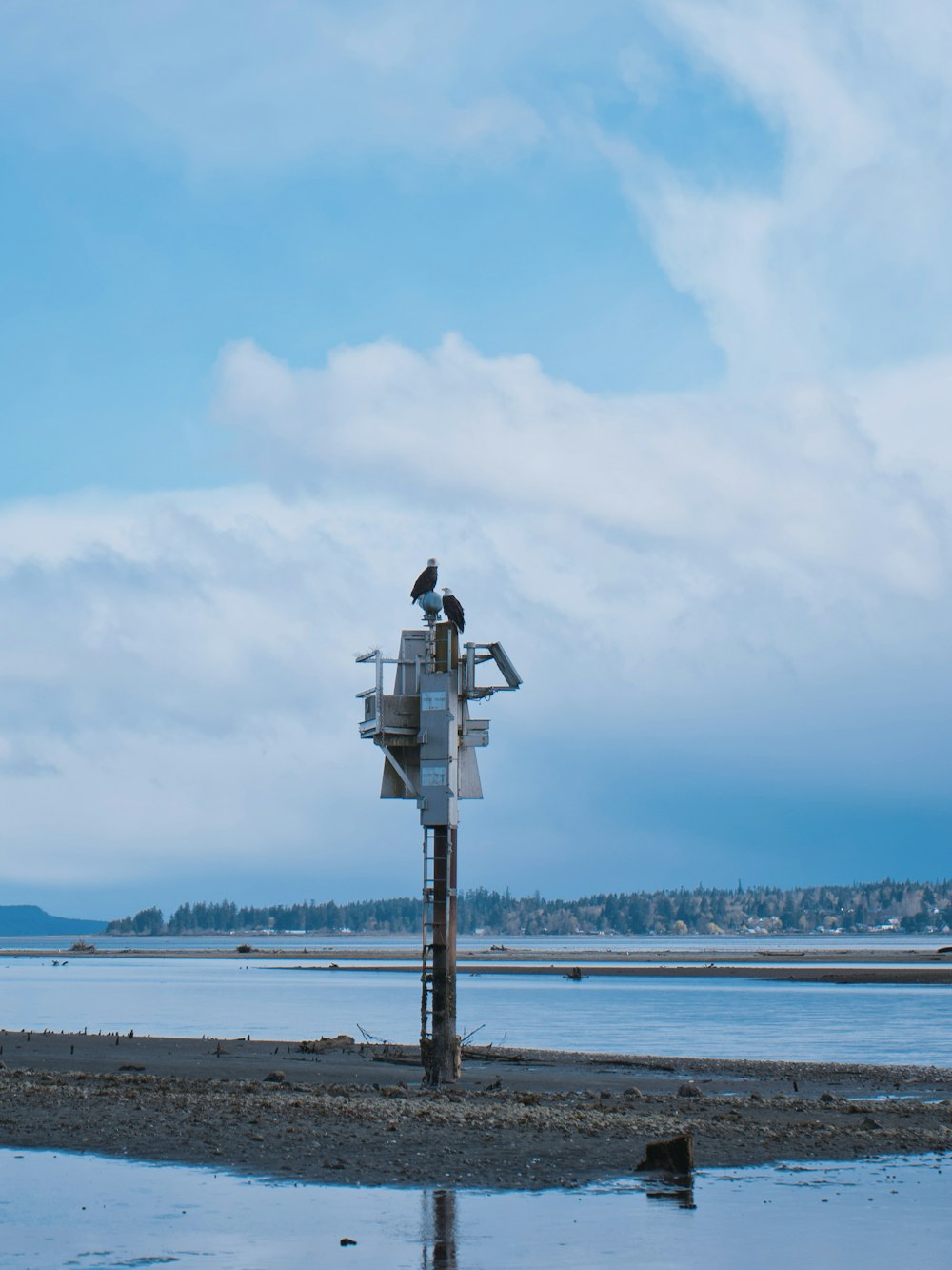 a bird is perched on top of a street sign