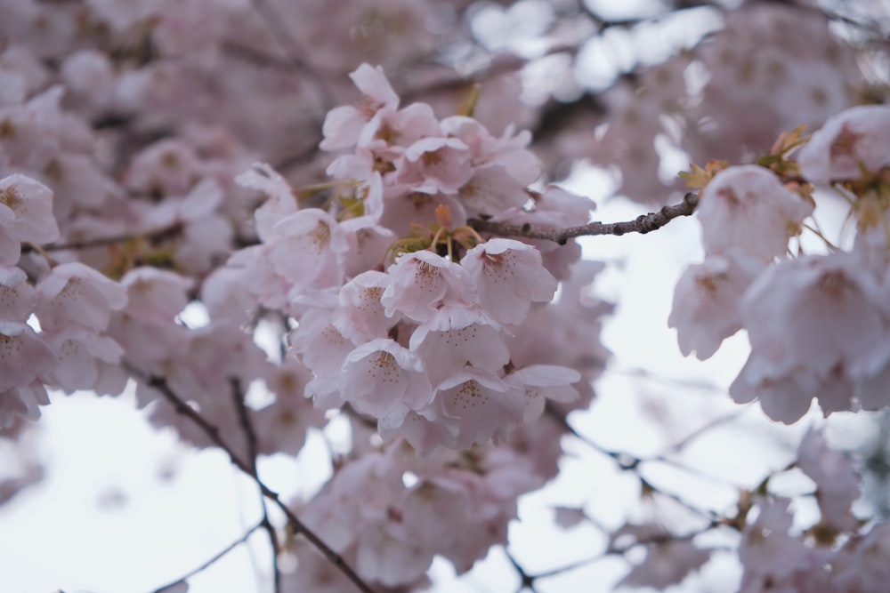 a tree with lots of pink flowers on it