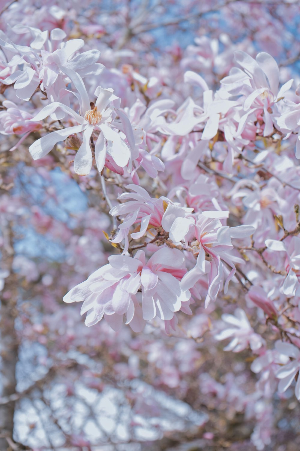 a tree with lots of pink flowers on it