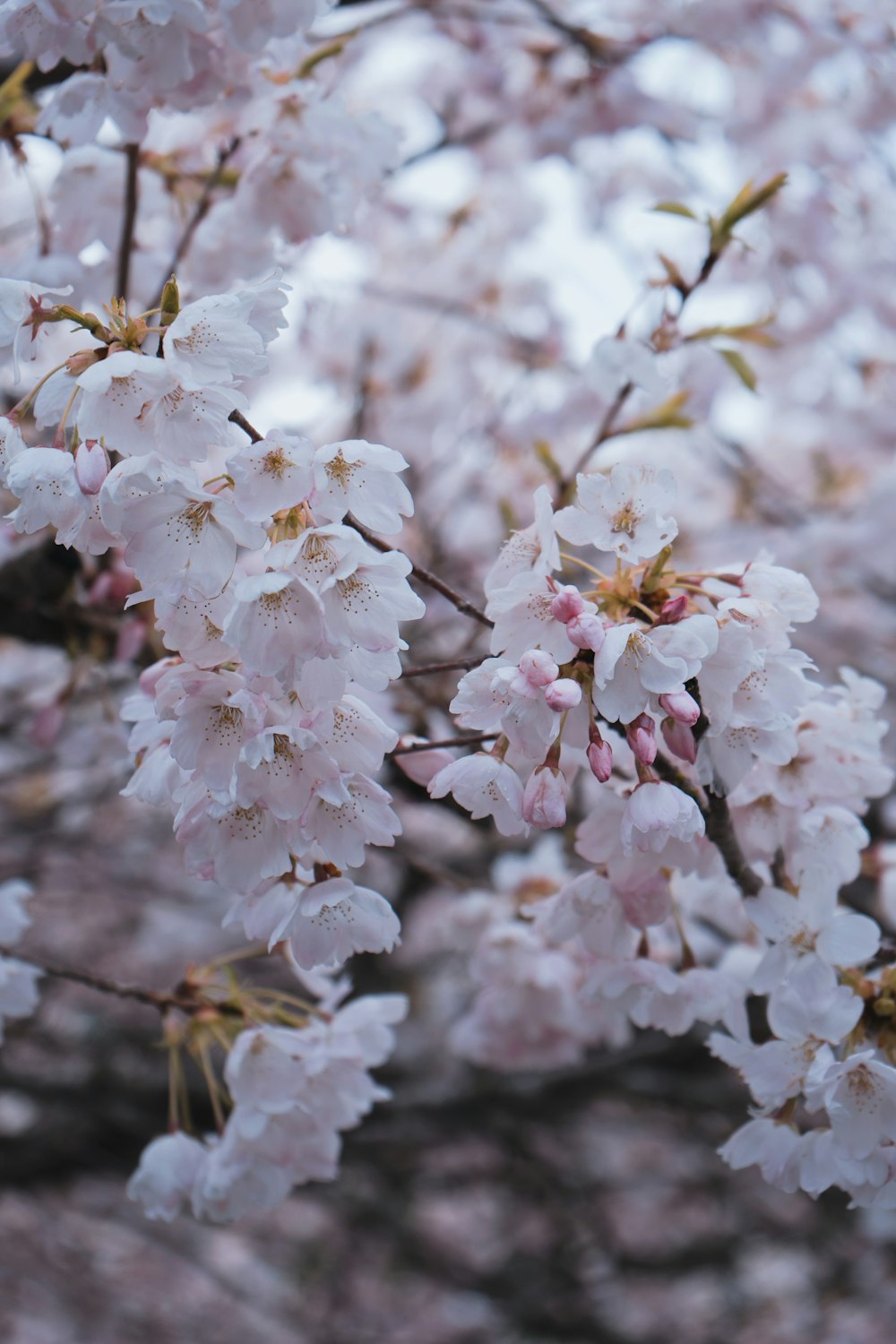 a close up of a tree with lots of flowers