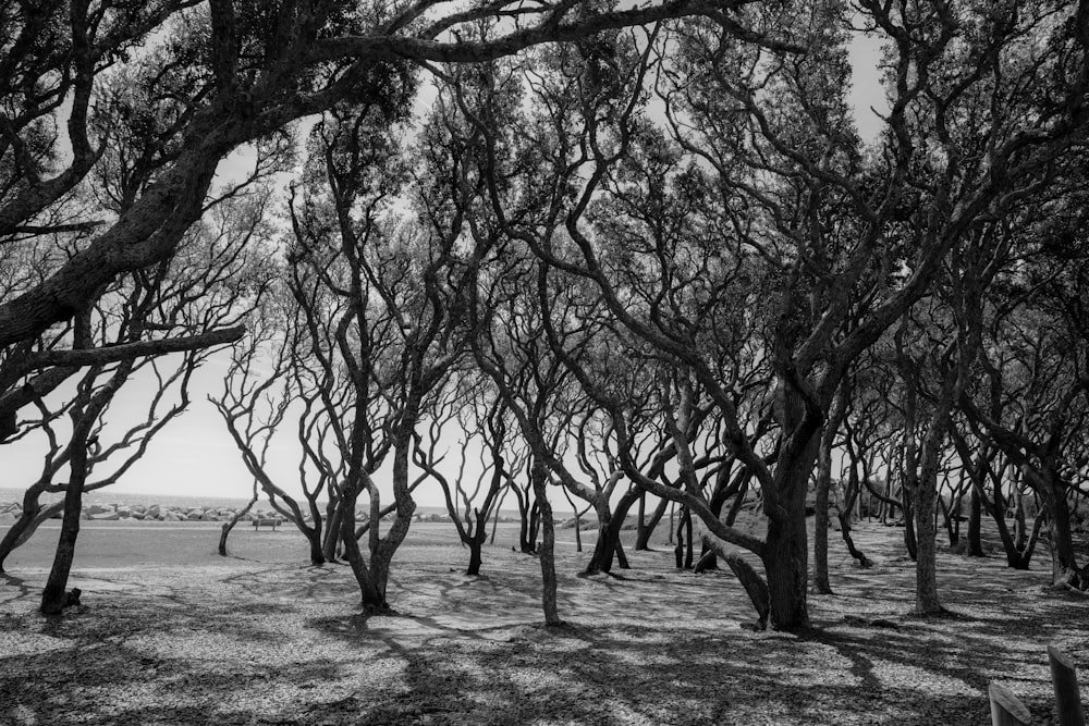 a black and white photo of a grove of trees