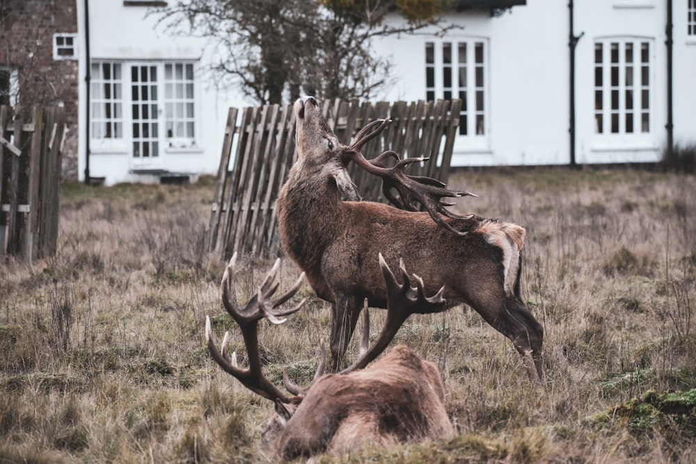 a couple of deer standing on top of a grass covered field