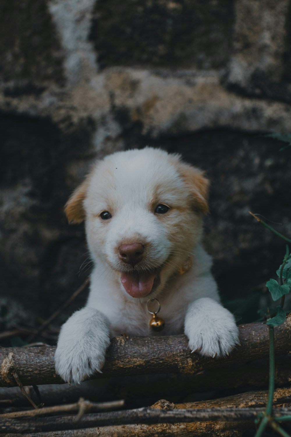 a white and brown dog laying on top of a log