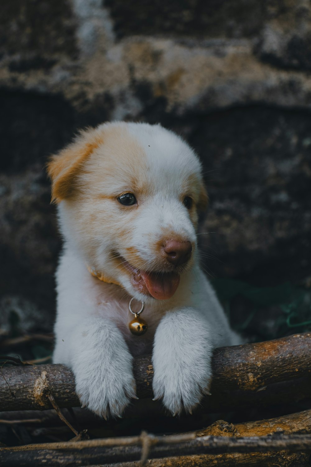 a small white and brown dog laying on top of a log