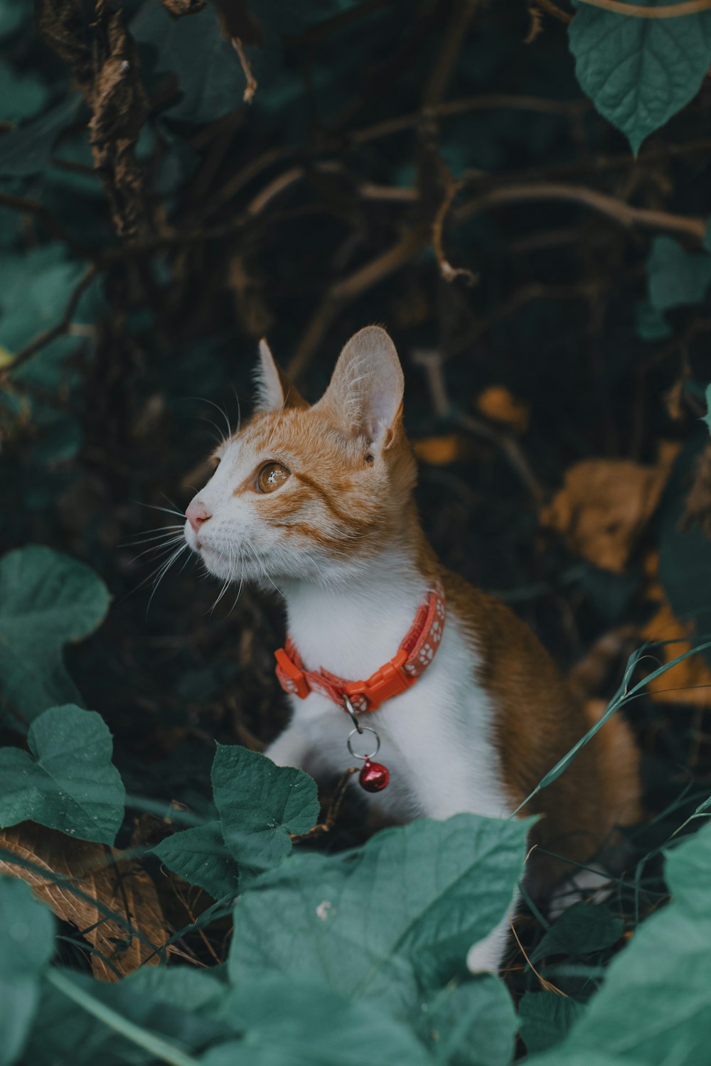 an orange and white cat wearing a red collar