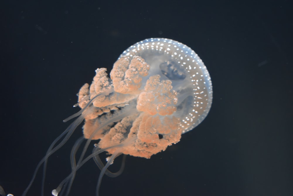 a close up of a jellyfish in the water