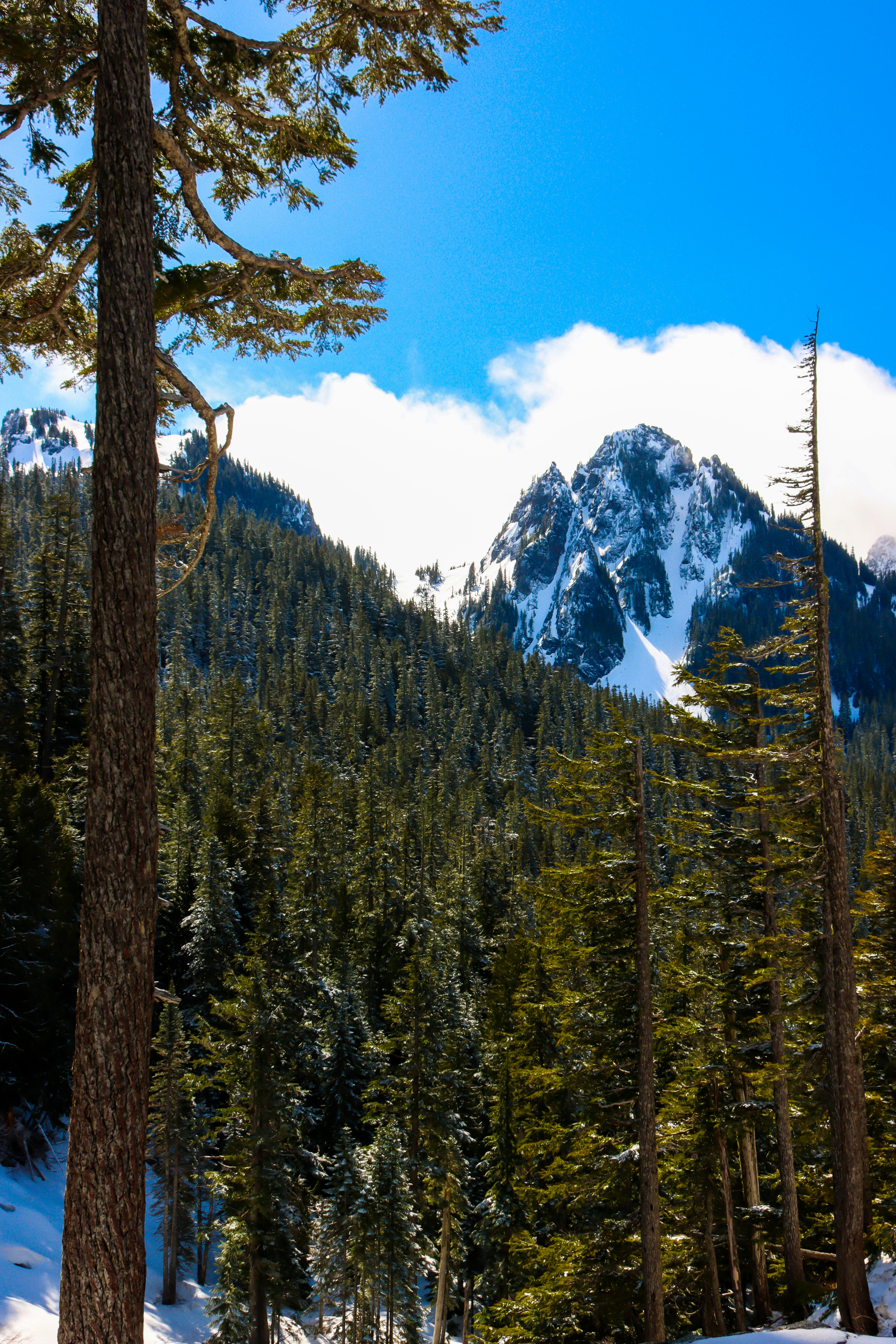 Ein schneebedeckter Wald mit einem Berg im Hintergrund