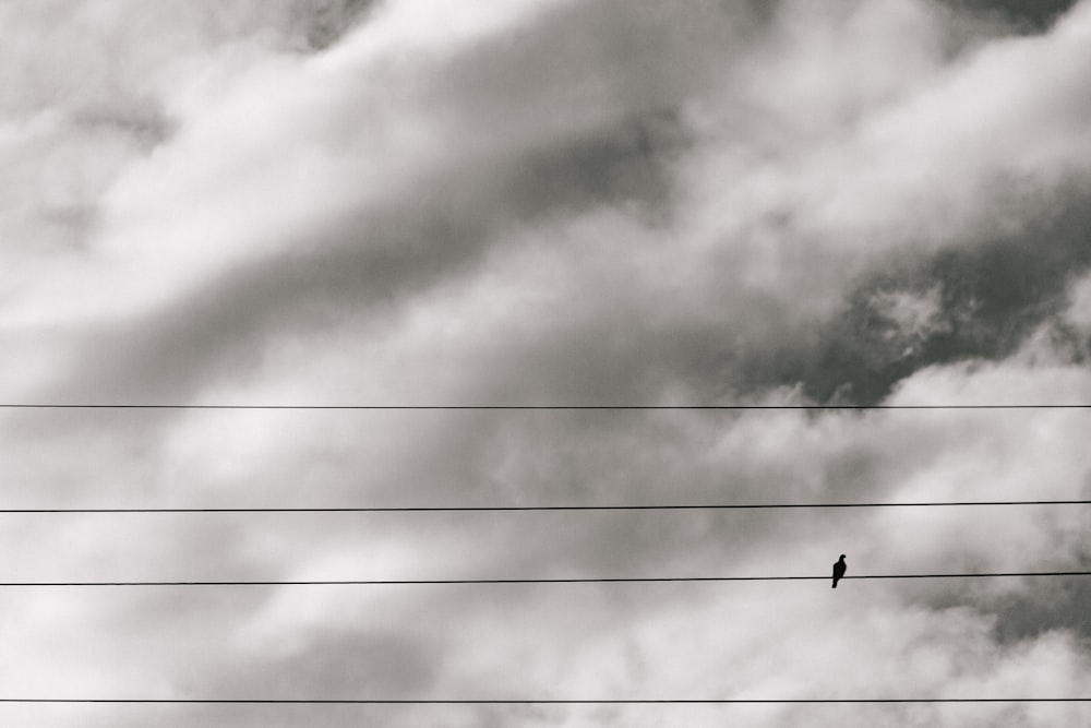 a black and white photo of a bird on a wire