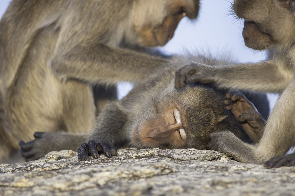 a group of monkeys sitting on top of a rock