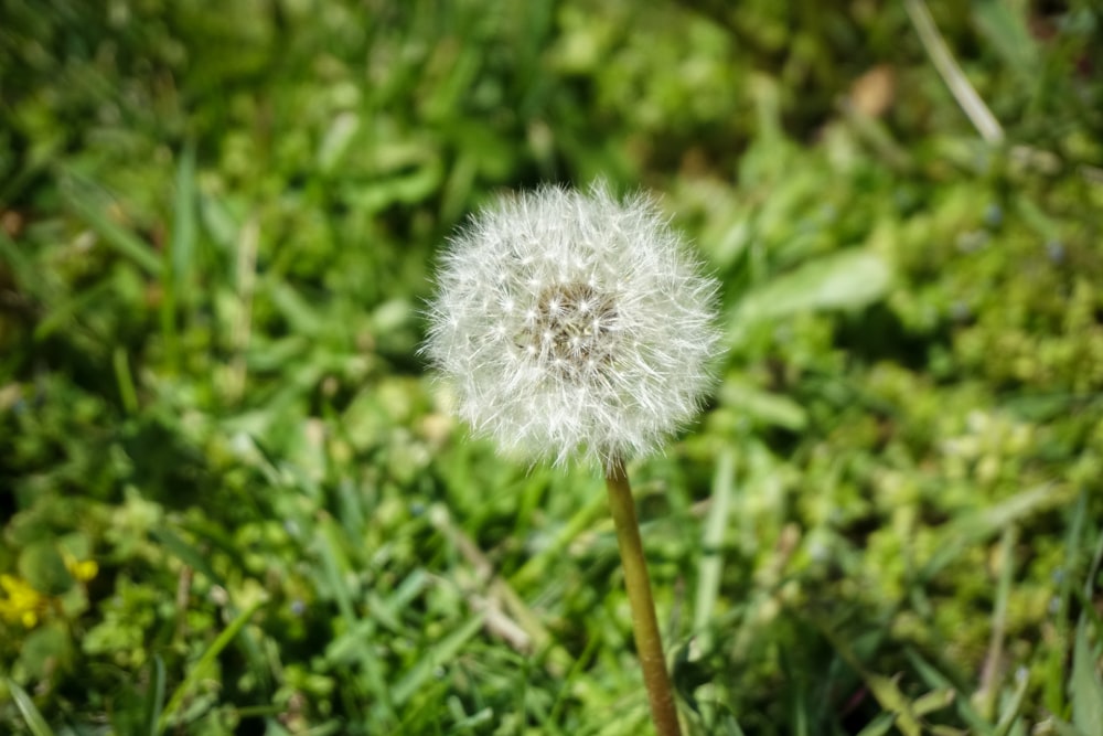 a dandelion in the middle of a grassy field