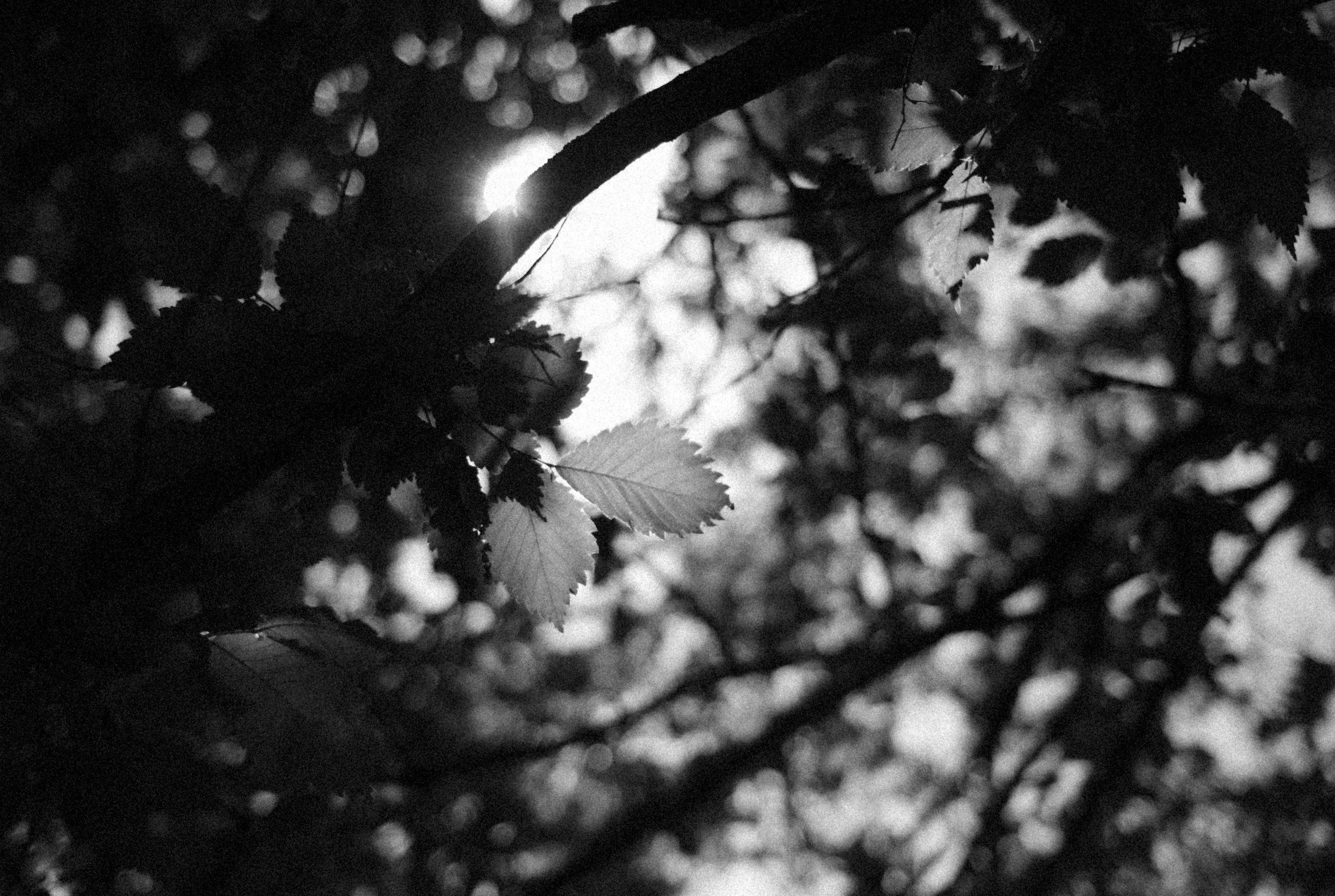 Photo by alexeydemidov