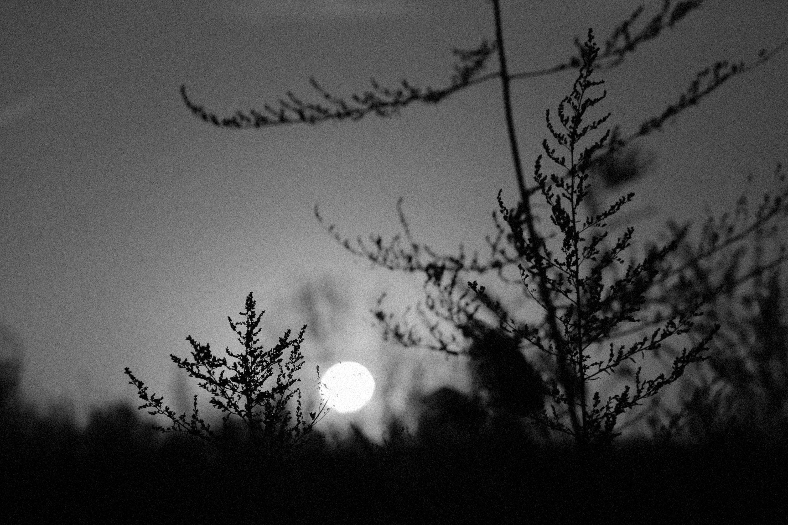 Photo by alexeydemidov