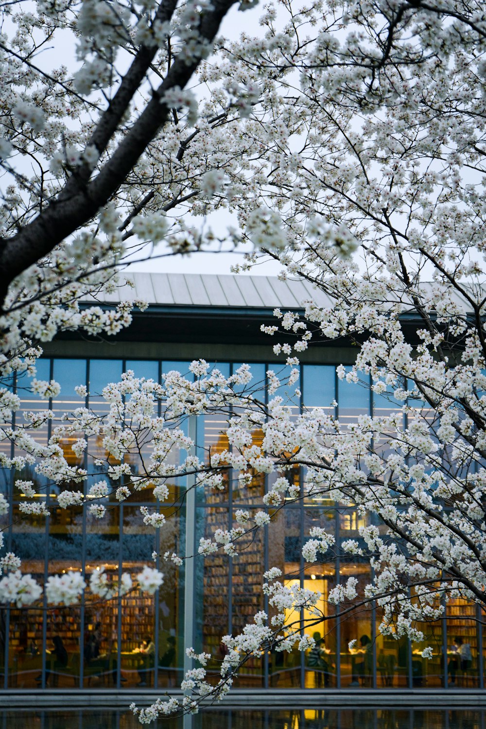 a tree with white flowers in front of a building