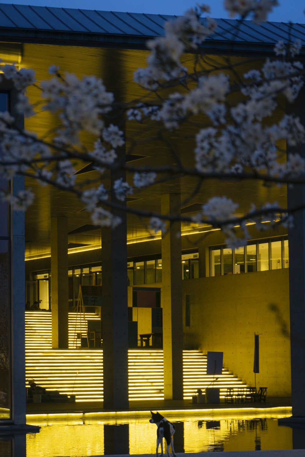 a dog standing in front of a building at night