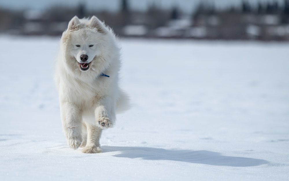 a large white dog running through the snow