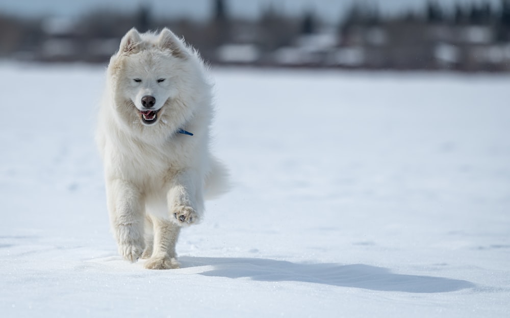 雪の中を走る大きな白い犬