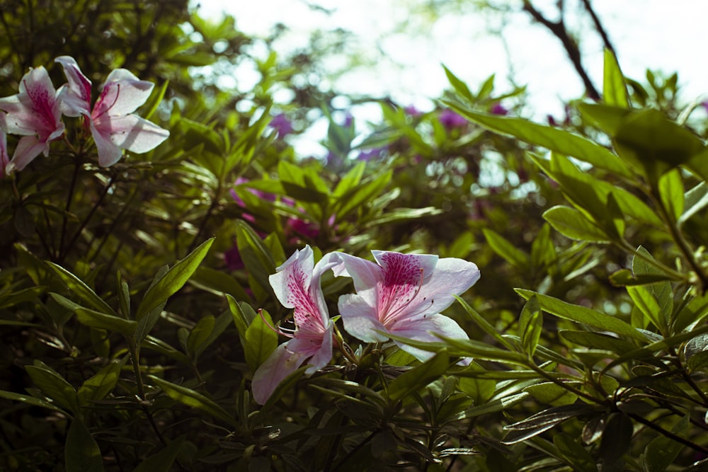 some pink and white flowers in a bush
