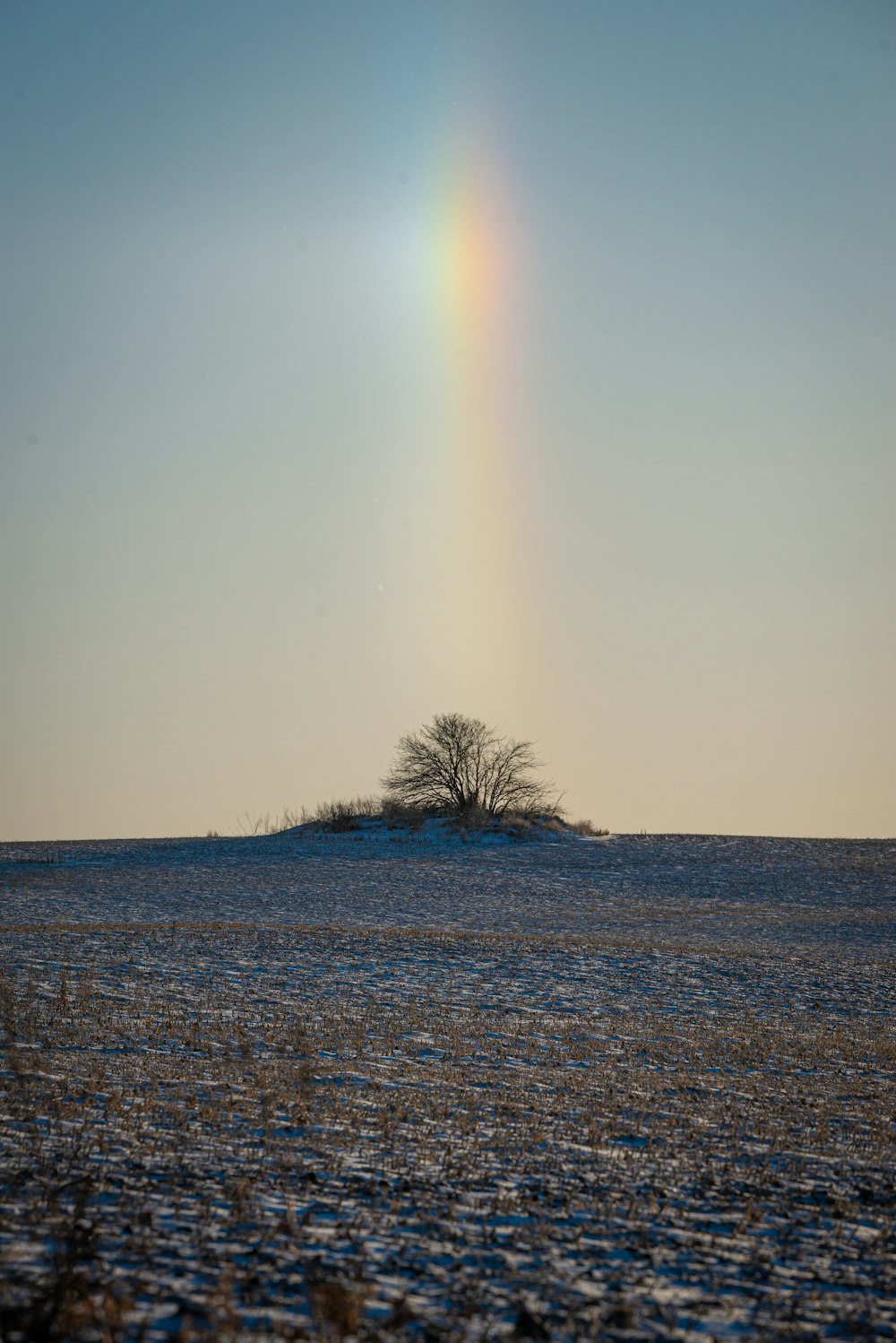 a single tree in a field with a rainbow in the sky