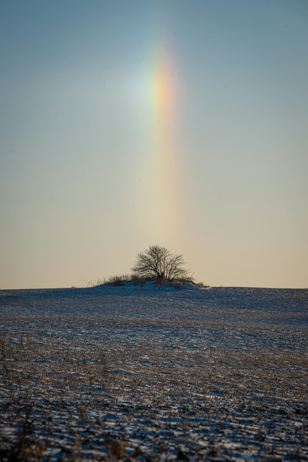 Un singolo albero in un campo con un arcobaleno nel cielo