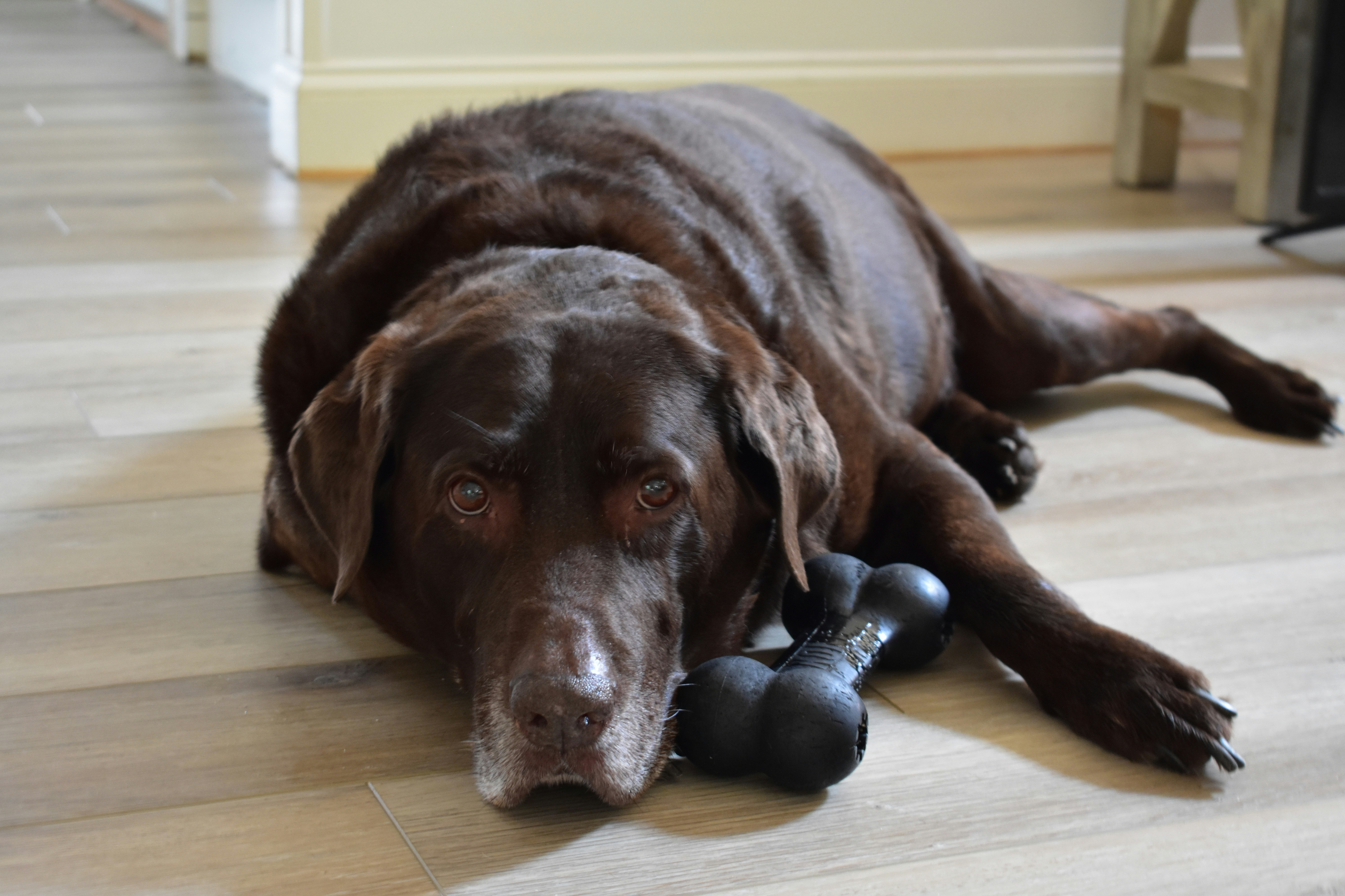 A large brown dog lying on a wood floor with a black bone-shaped chew toy