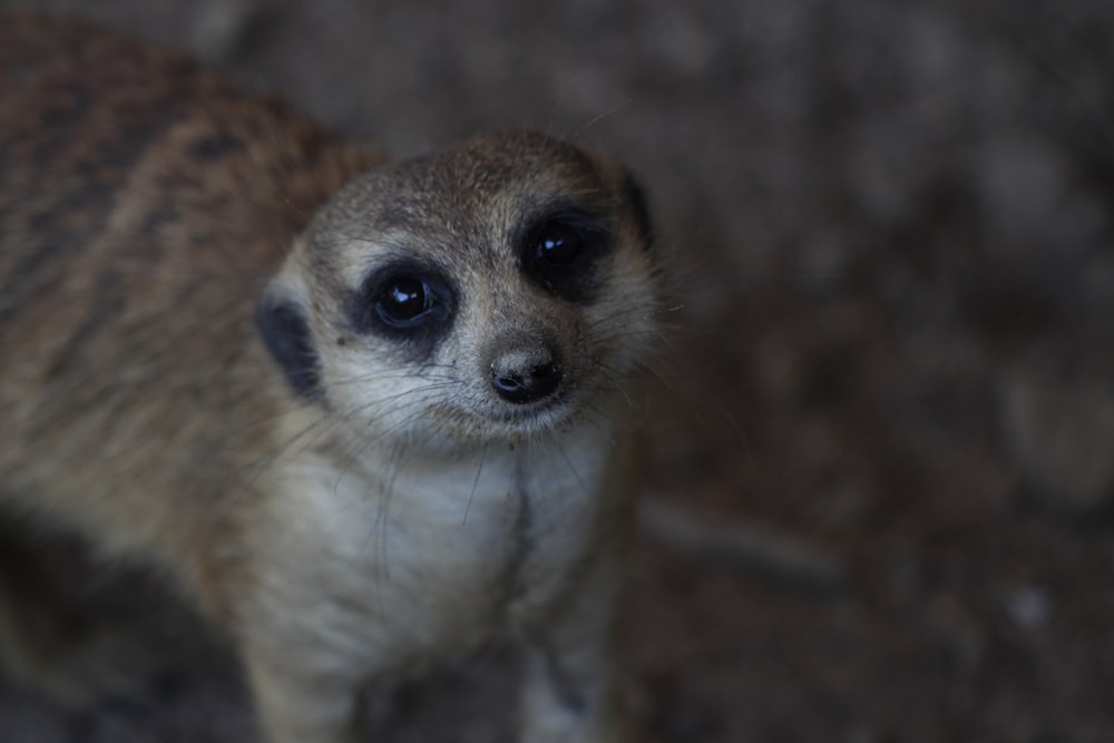 a close up of a small animal on a dirt ground