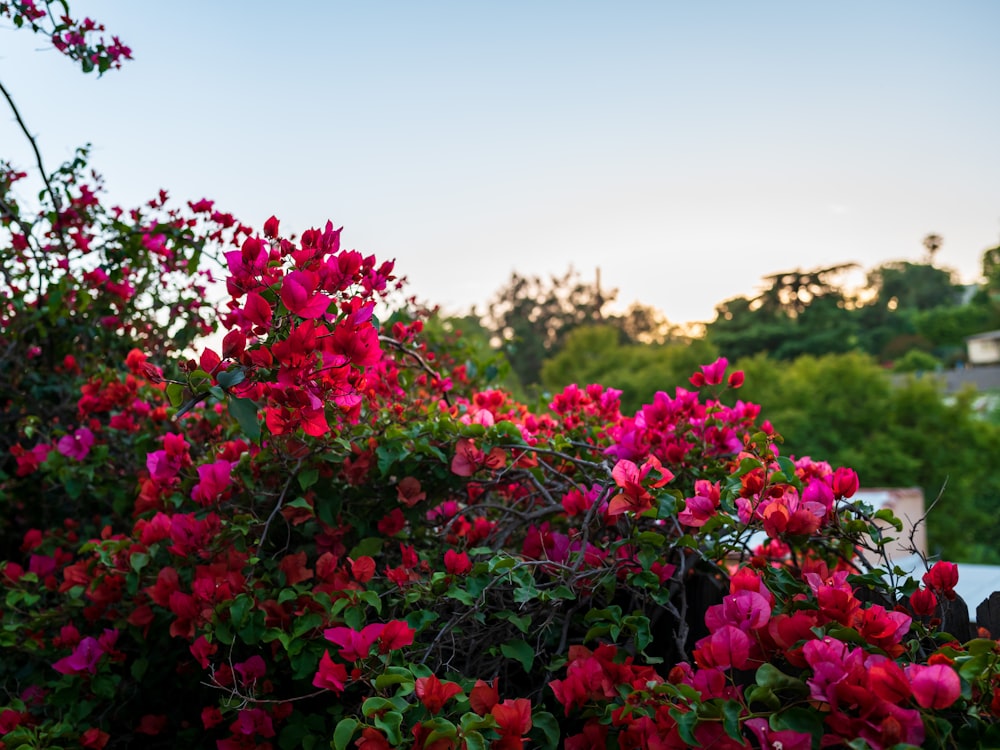 a bunch of flowers that are in a bush