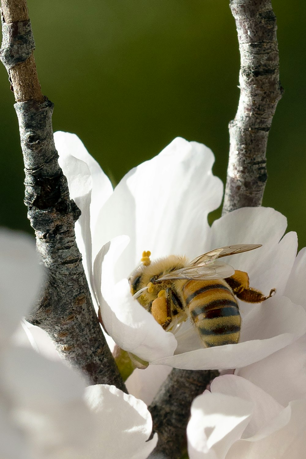 a bee sitting on top of a white flower