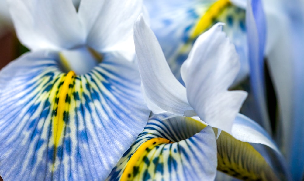 Nahaufnahme einer blau-gelben Blume