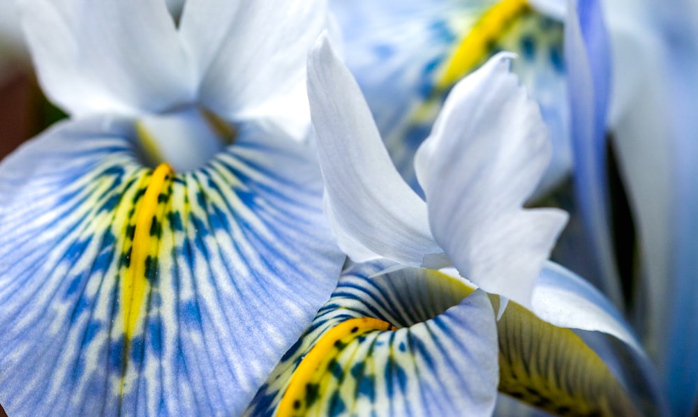 a close up of a blue and yellow flower