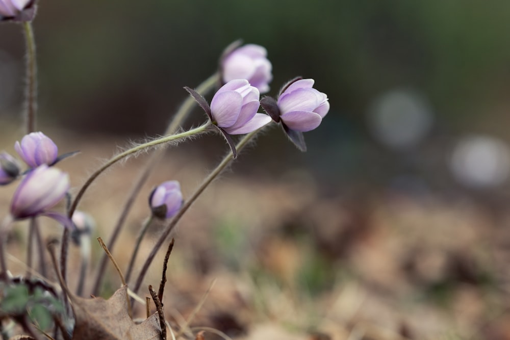 a group of small purple flowers growing out of the ground