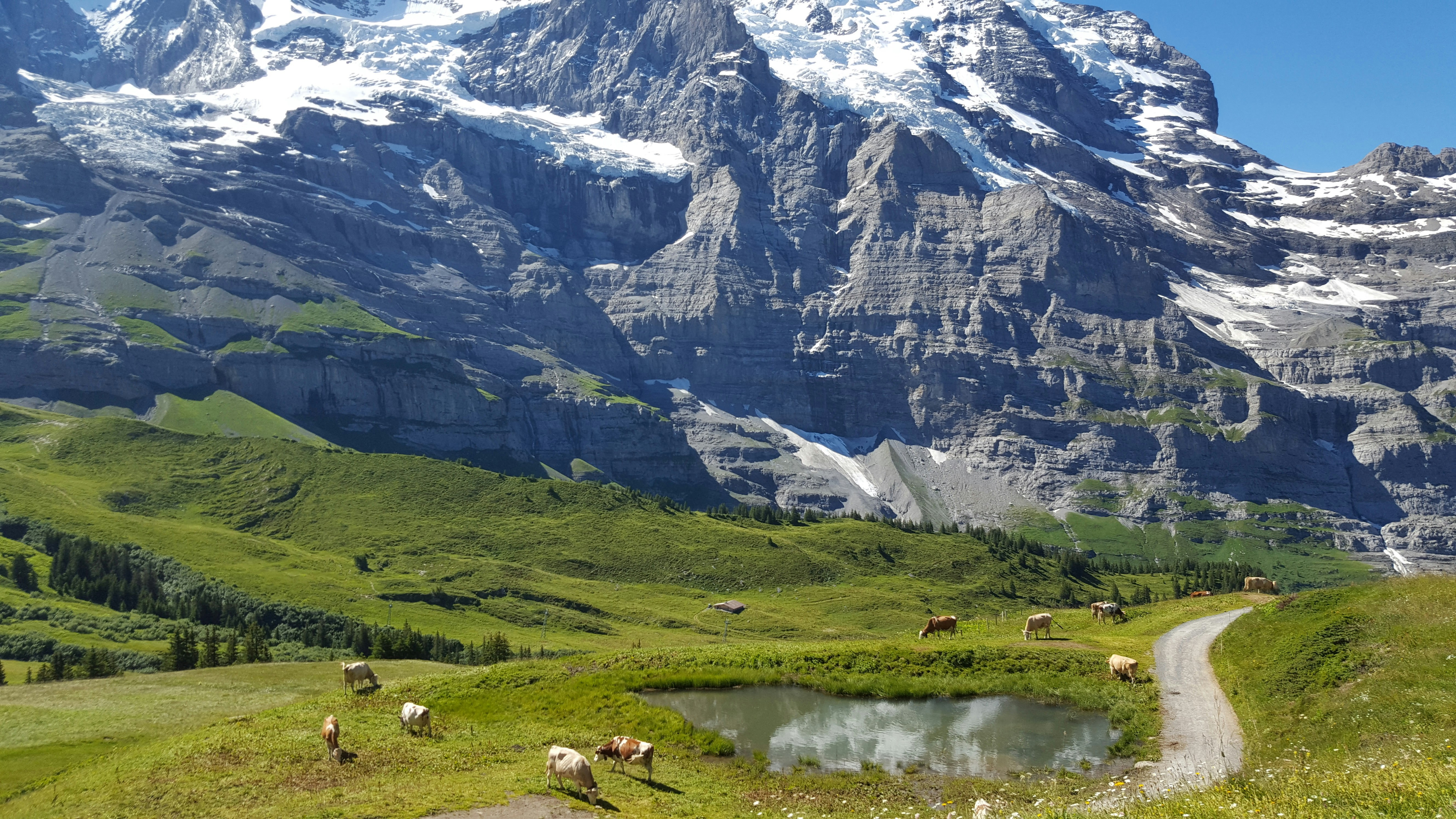 a herd of animals grazing on a lush green hillside