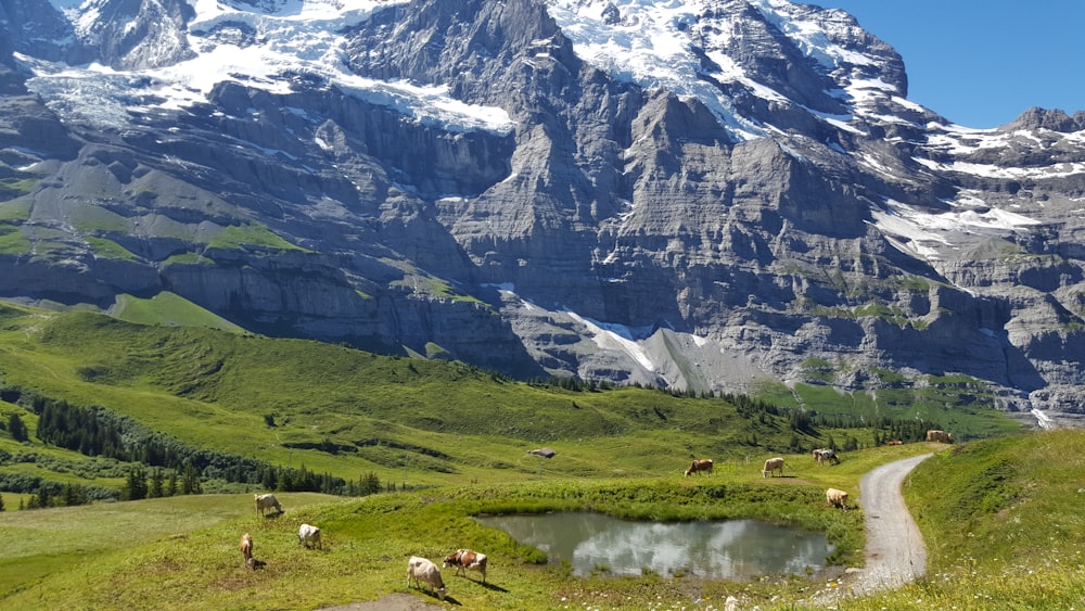 a herd of animals grazing on a lush green hillside