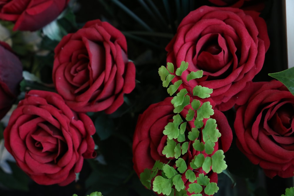 a bunch of red roses with green leaves
