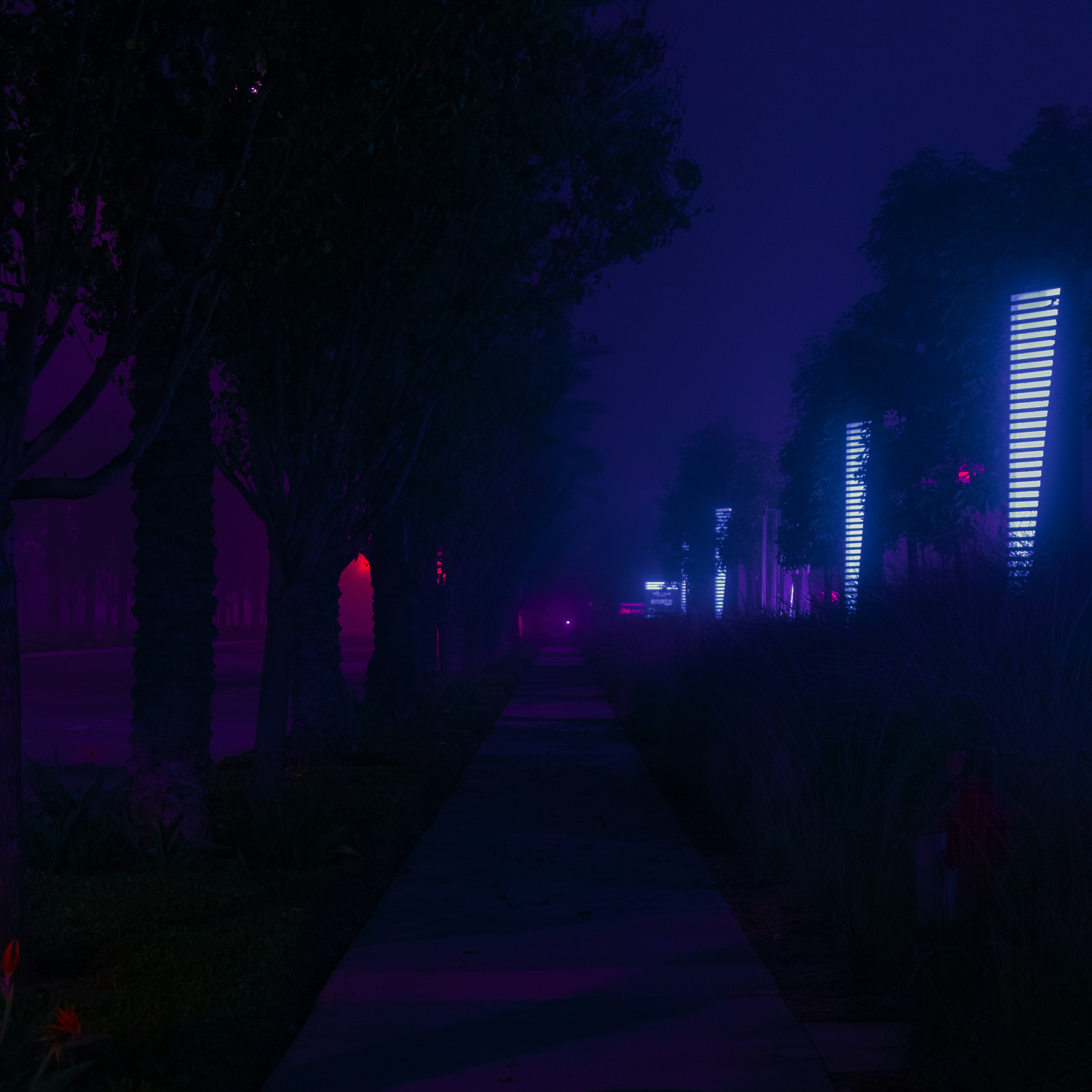 a dark street at night with trees and bushes