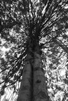 A dramatic black and white shot of towering trees with light filtering through the branches.