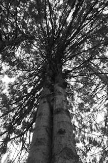 A dramatic black and white shot of towering trees with light filtering through the branches.