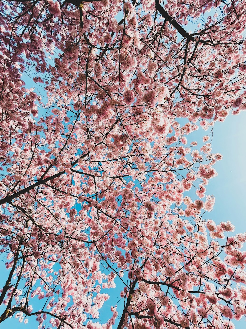 a tree with lots of pink flowers on it