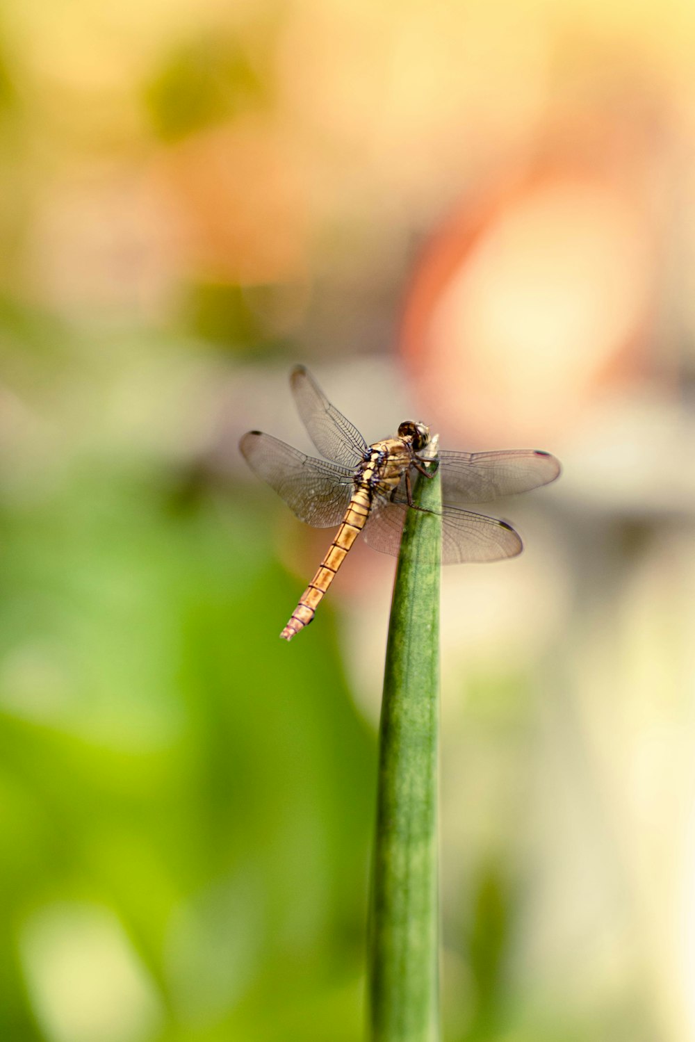 a dragonfly sitting on top of a green plant