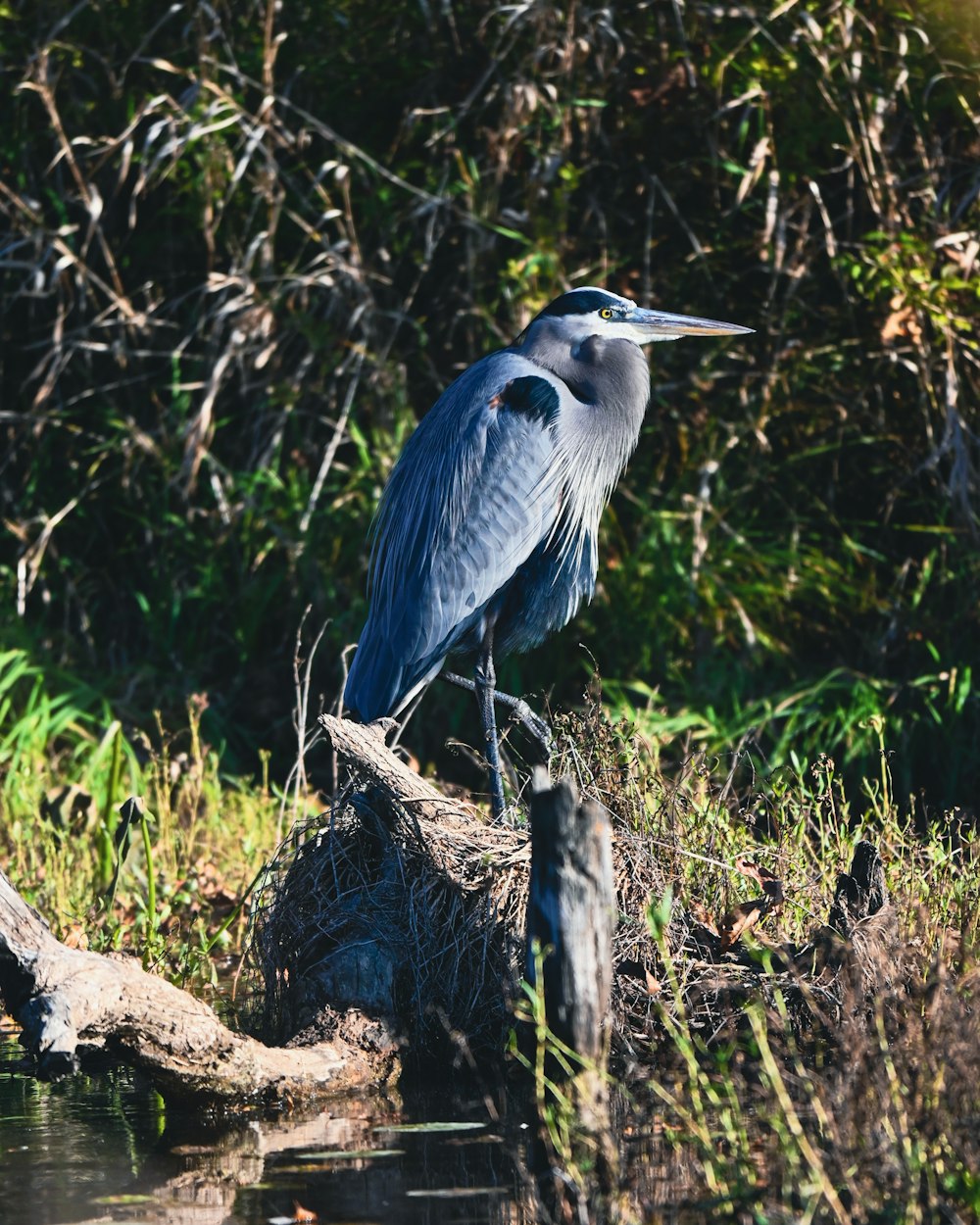 a bird is sitting on a tree stump in the water