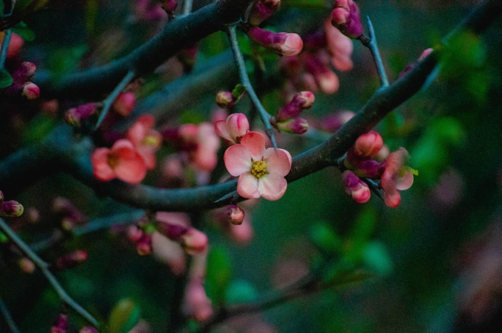 a close up of a tree with pink flowers