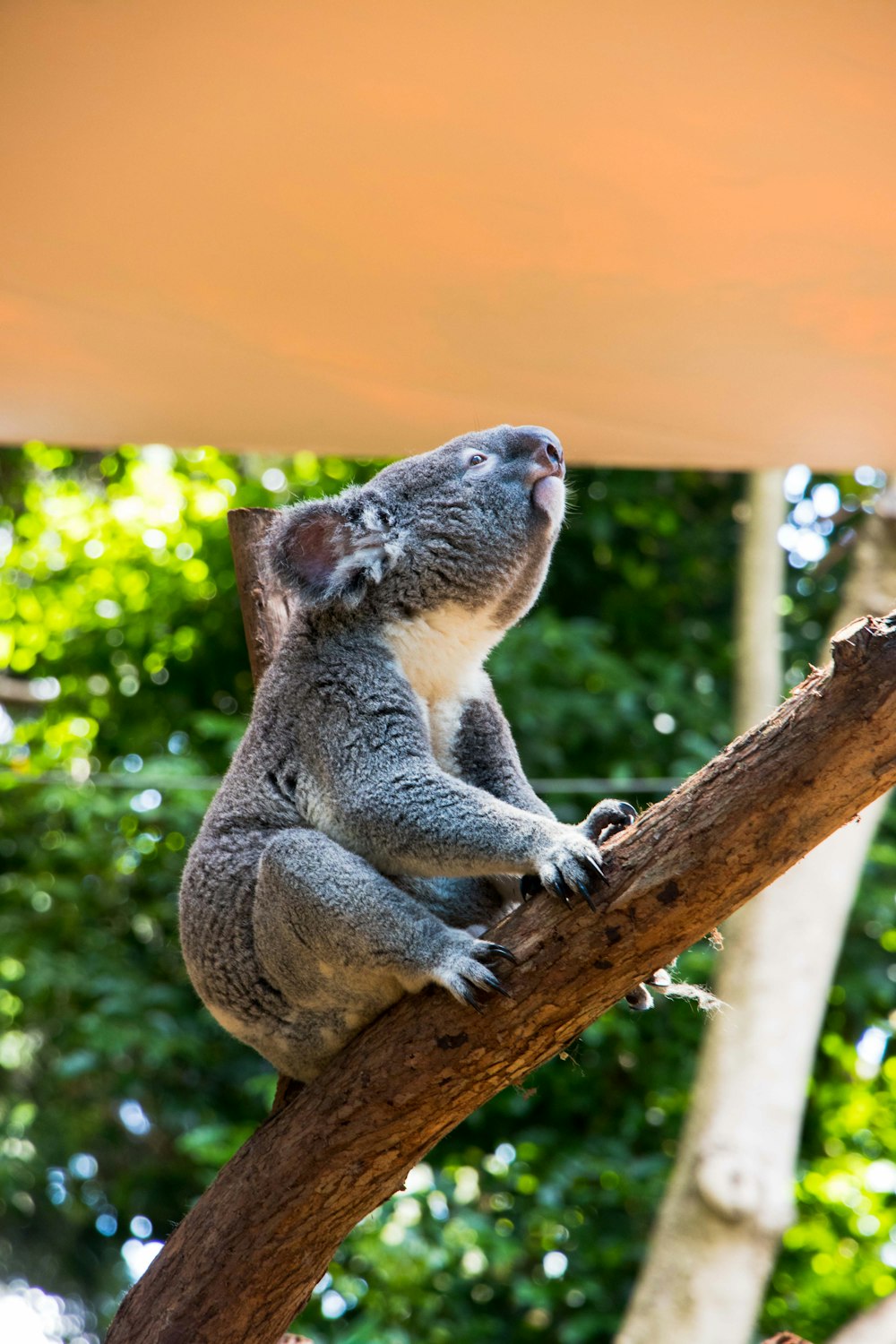 a koala sitting on top of a tree branch