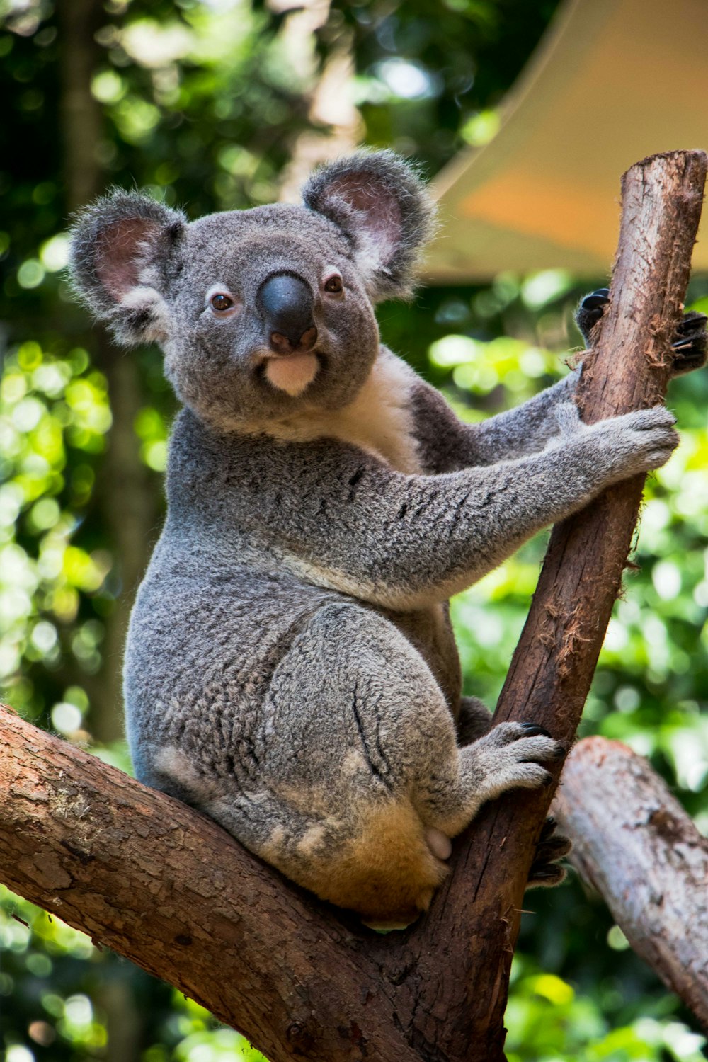 Un koala è seduto su un ramo di un albero
