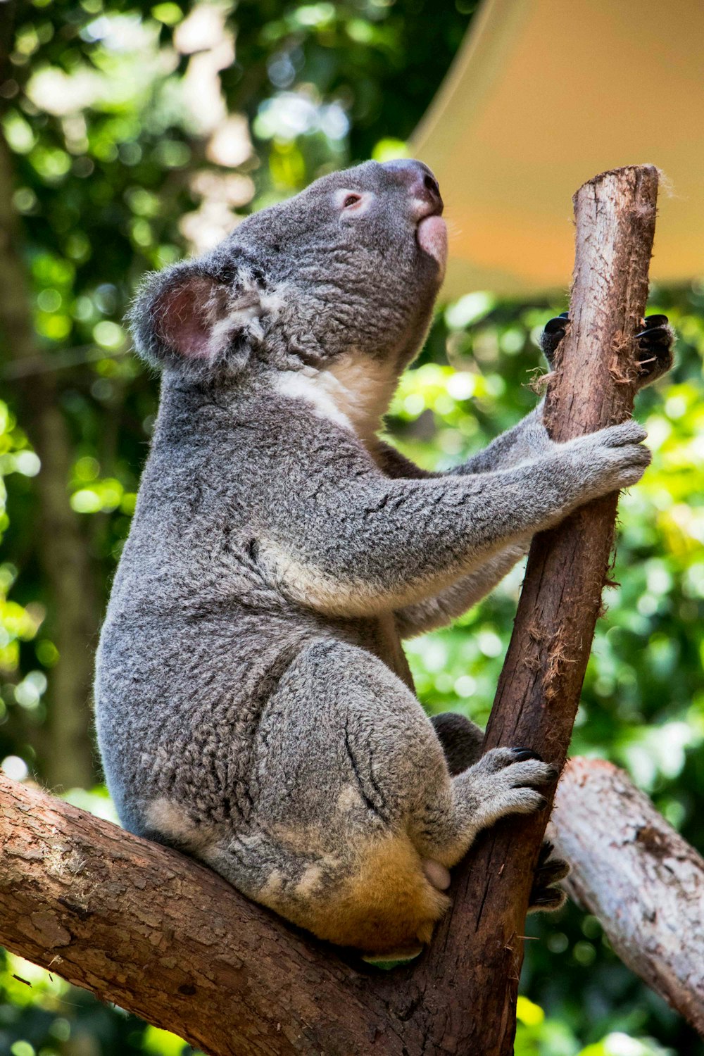 um coala sentado em um galho de árvore com a boca aberta