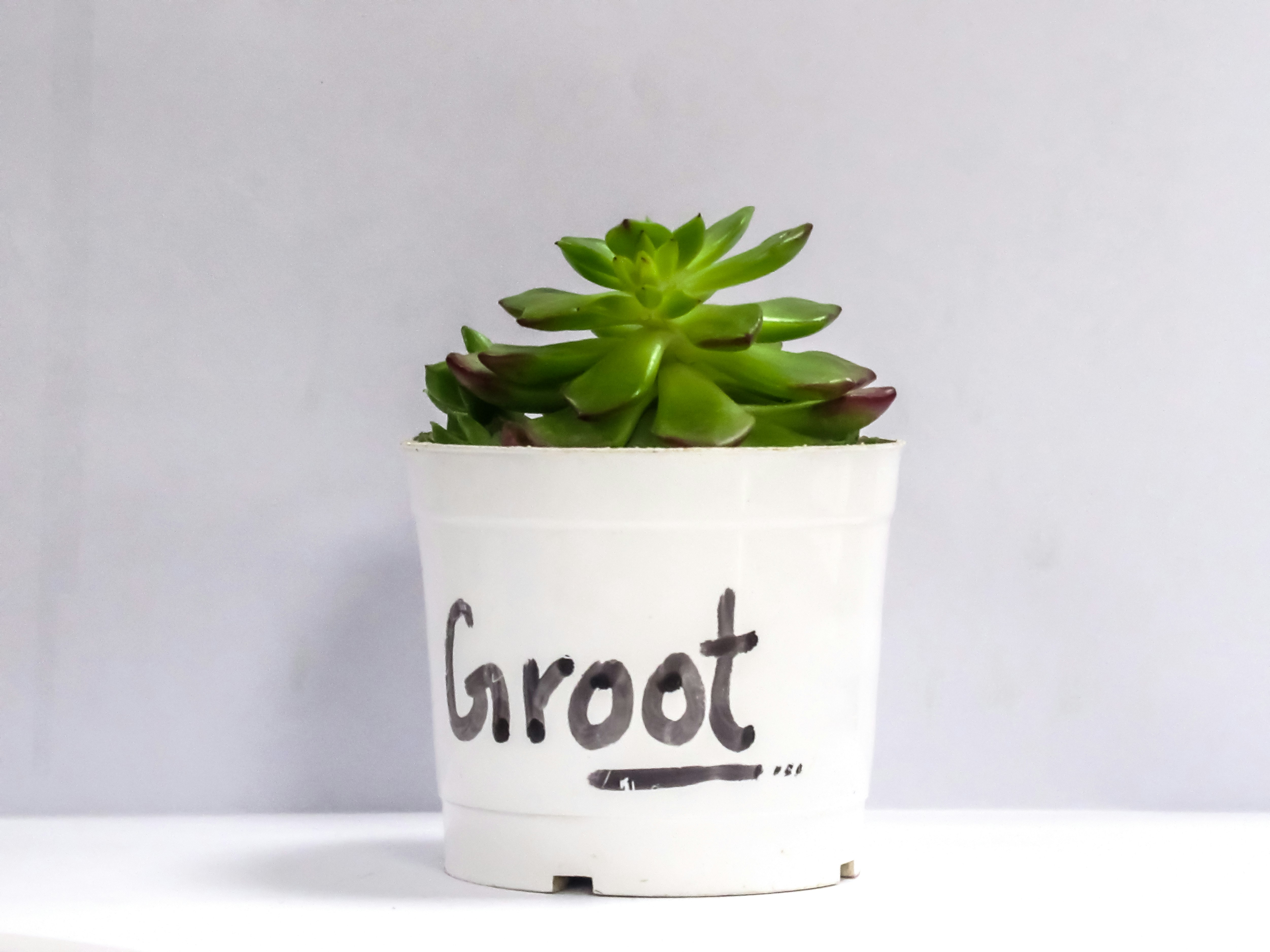 Why Groot Academy Leads the Tech Training Market in 2026