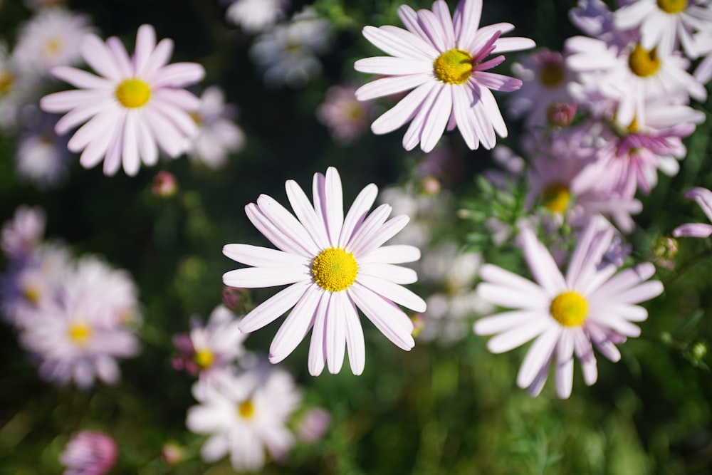 a bunch of pink and white flowers in a field